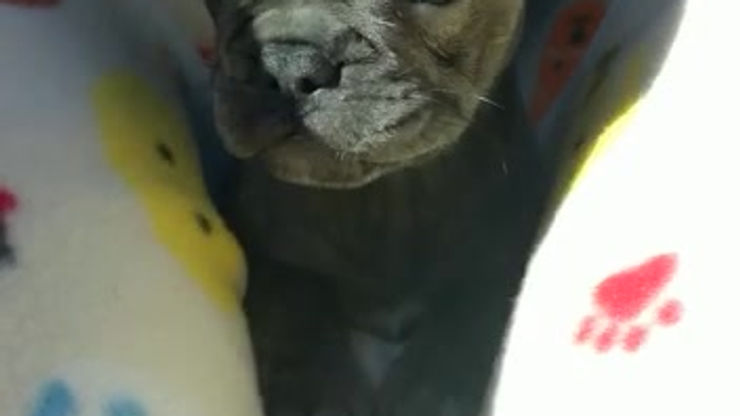 Blu's first car ride